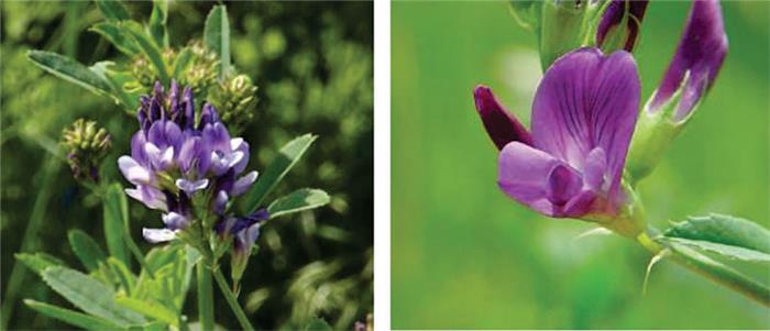 گل و گل آذین یونجه